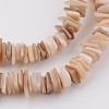 Natural Shell Bead Strands X-BSHE-P021-14-3