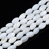 Natural Freshwater Shell Beads Strands SHEL-N003-25-A01-1