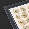 Pressed Dried Flowers DIY-K032-58N-3