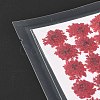 Pressed Dried Flowers DIY-K032-58C-3