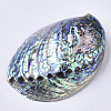 Natural Abalone Shell/Paua Shell Display Decoration SSHEL-N0334-01-3