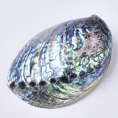 Natural Abalone Shell/Paua Shell Display Decoration SSHEL-N0334-01-1