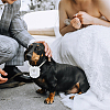 Polyester Pet Dog Wedding Ring Displays AJEW-WH0460-074P-01-5