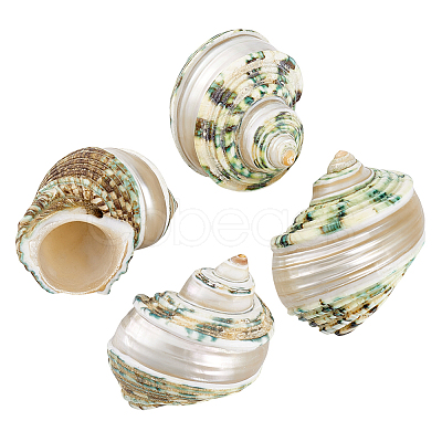 4Pcs Natural Shell FIND-PH0027-49-1