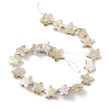 Drawbench Style Natural Freshwater Shell Beads Strands BSHE-E028-04-2