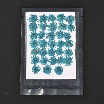 Pressed Dried Flowers DIY-K032-58E-1