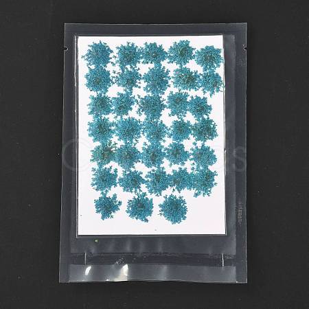 Pressed Dried Flowers DIY-K032-58E-1