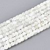 Natural Trochid Shell/Trochus Shell Beads Strands SSHEL-N041-04A-01-1