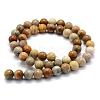 Natural Fossil Coral Beads Strands G-G763-12-8mm-5