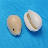Natural Cowrie Shell Beads X-BSHE-S055-2