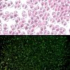 Luminous Glass Seed Beads SEED-A033-07N-1