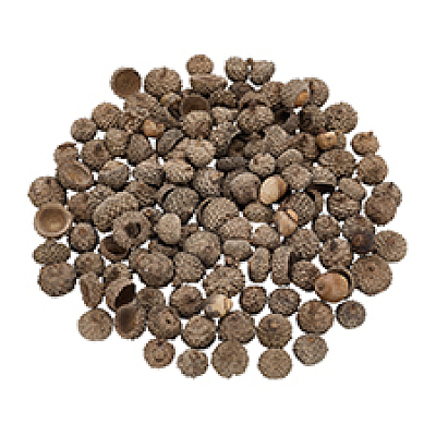 200Pcs Wood Acorn for Display Decorations AJEW-PH0008-19-1