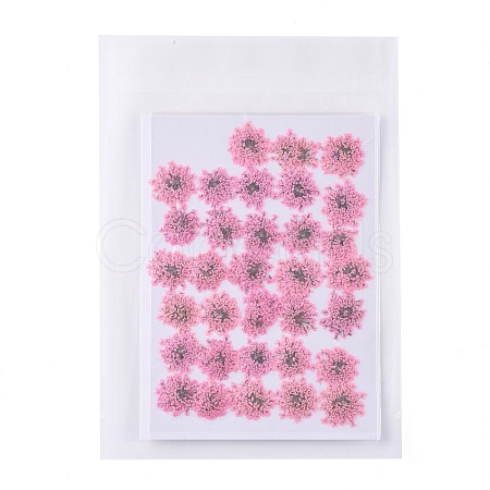 Pressed Dried Flowers DIY-K032-58G-1
