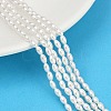 Electroplated Shell Pearl Beads Strands BSHE-Z009-10B-1