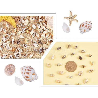 Natural Spiral Shell Beads SSHEL-PH0002-03-1