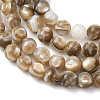 Natural Freshwater Shell Beads Strands SHEL-K006-71A-3