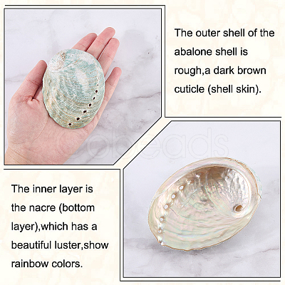 4Pcs Natural Shell Display Decorations DJEW-ME0001-23-1