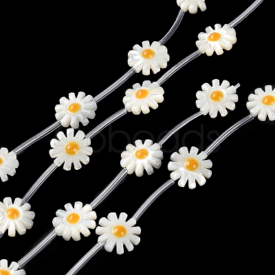 Natural Trochus Shell Beads Strands BSHE-E030-06A-1